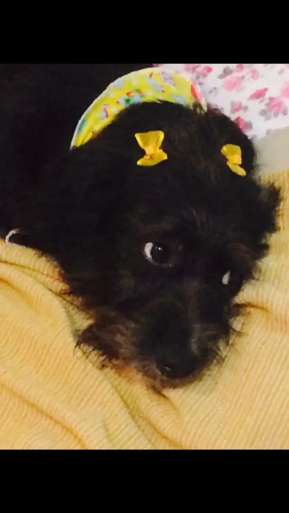 Cachorro raça Indefinida idade 4 anos nome Preta