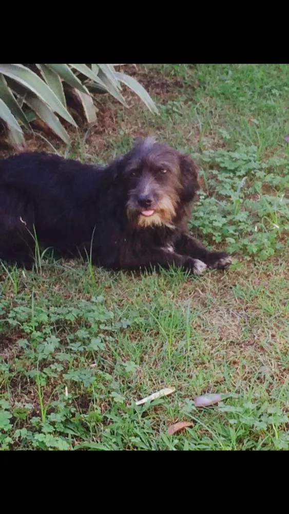 Cachorro raça Indefinida idade 4 anos nome Preta