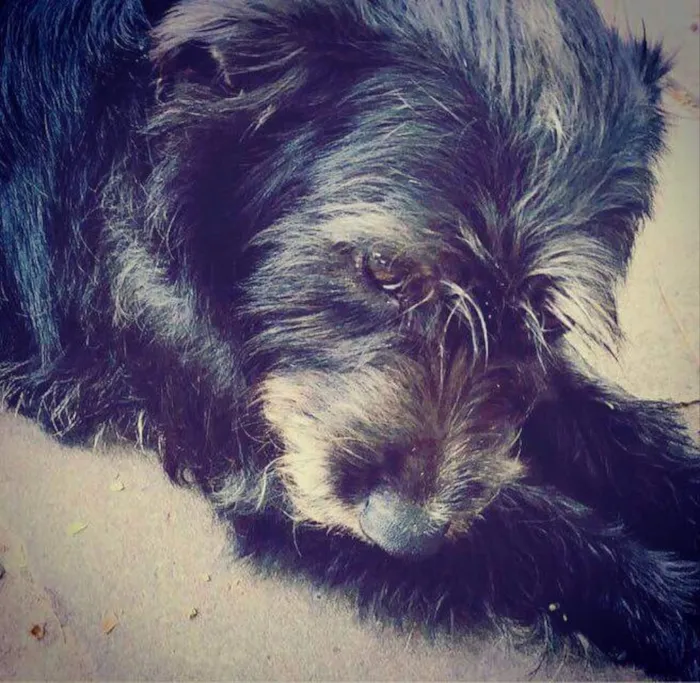 Cachorro raça Indefinida idade 4 anos nome Preta