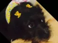 Preta