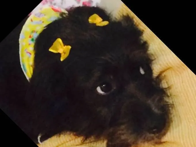 Cachorro raça Indefinida idade 4 anos nome Preta