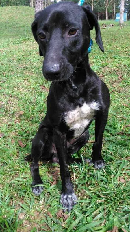 Cachorro ra a SRD idade  nome INACIO