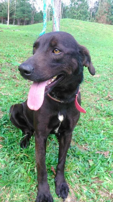 Cachorro ra a SRD idade 3 anos nome BOOMER 