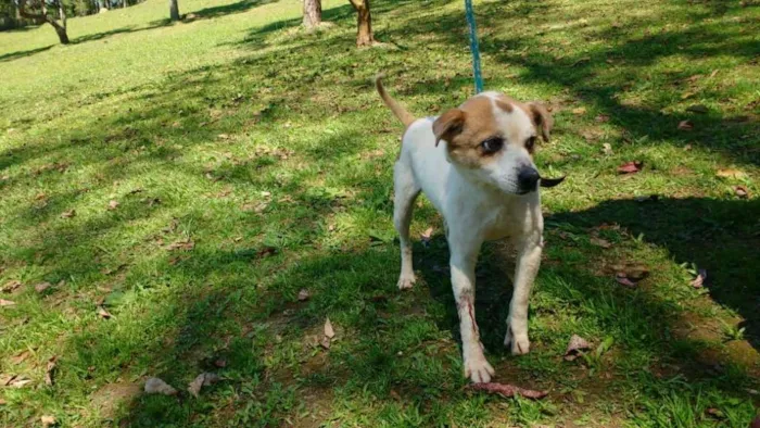 Cachorro ra a SRD idade 5 anos nome BISCOITO