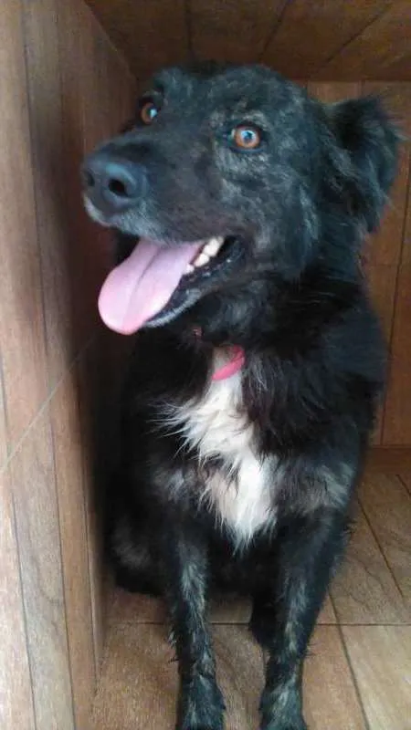 Cachorro ra a SRD idade 3 anos nome LORDE 