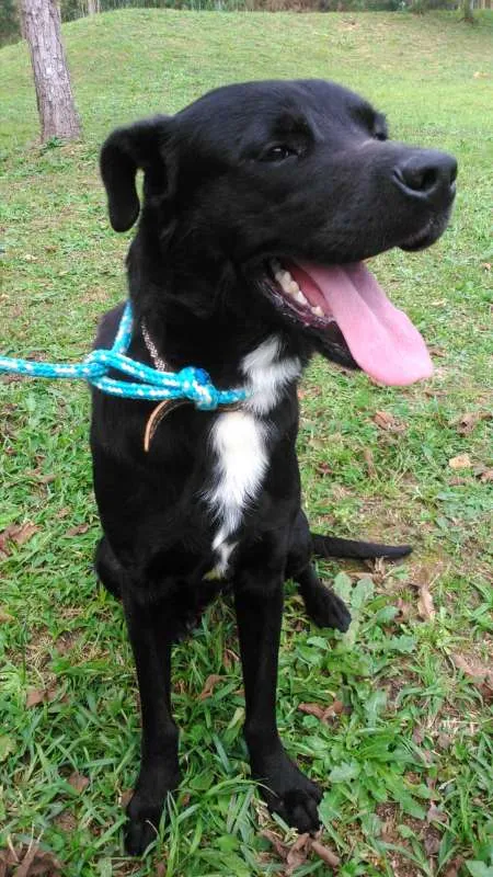 Cachorro ra a SRD idade 1 ano nome BOB