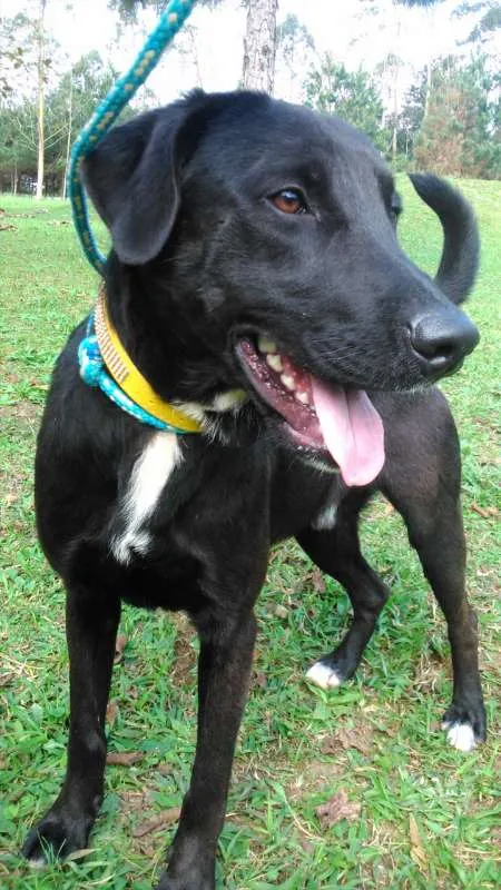 Cachorro ra a SRD  idade 1 ano nome CHAVES 