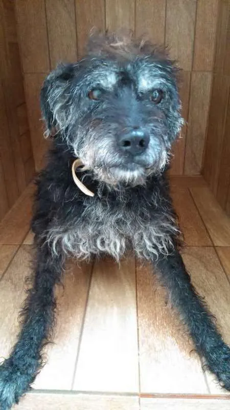 Cachorro ra a SRD idade 6 ou mais anos nome PUFFINHO