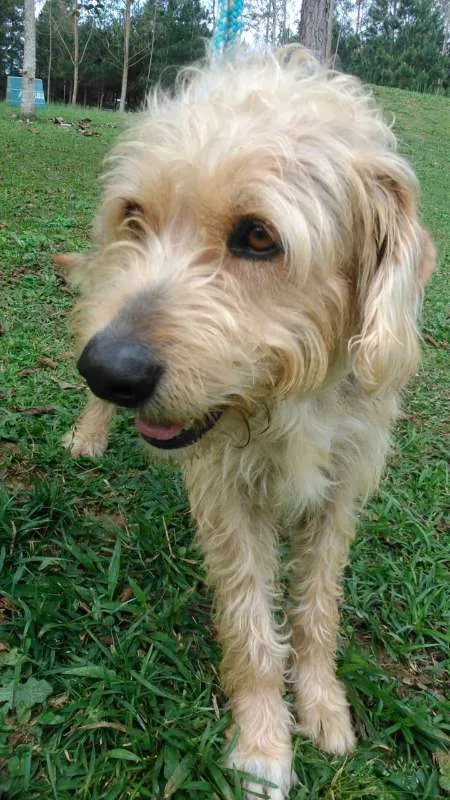 Cachorro ra a SRD idade 3 anos nome BARTHOLOMEU