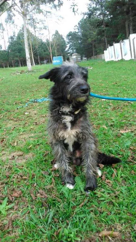 Cachorro ra a SRD idade 1 ano nome FRANK