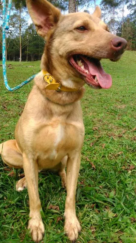 Cachorro ra a SRD idade 3 anos nome ALEMÃO