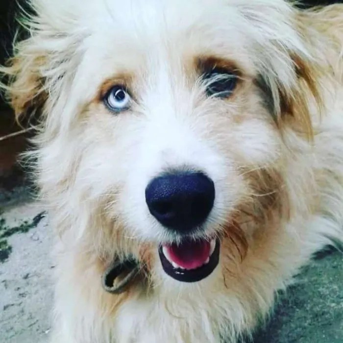Cachorro ra a  idade 2 anos nome Loiro