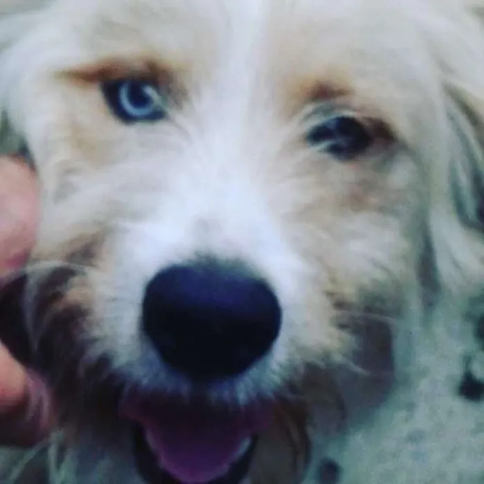 Cachorro ra a  idade 2 anos nome Loiro