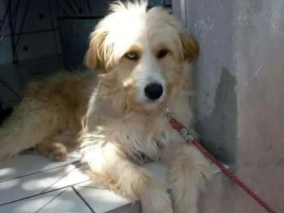 Cachorro ra a  idade 2 anos nome Loiro