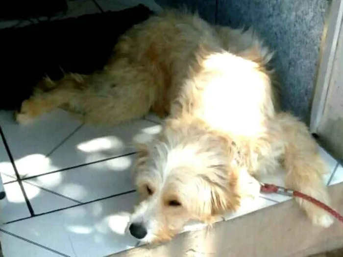 Cachorro ra a  idade 2 anos nome Loiro