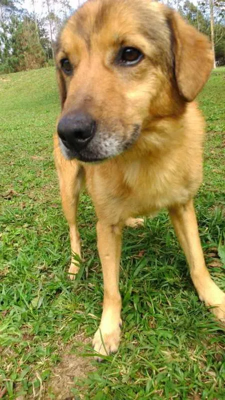 Cachorro ra a SRD idade 4 anos nome CHARLIE