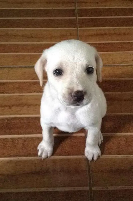 Cachorro raça SRD idade Abaixo de 2 meses nome Aurora