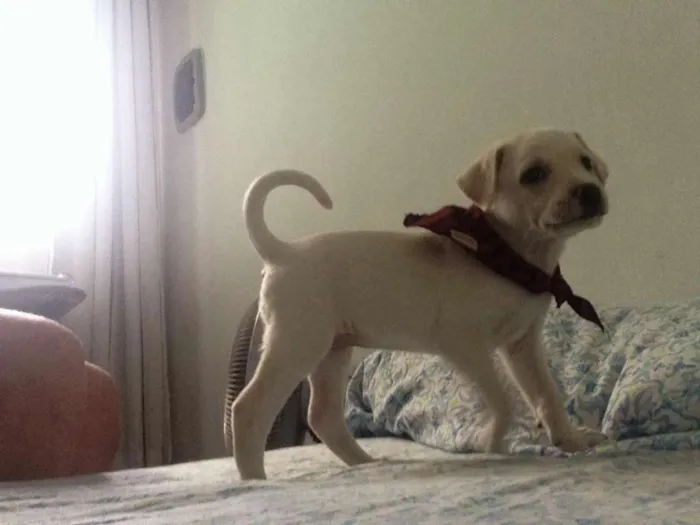 Cachorro raça SRD idade Abaixo de 2 meses nome Aurora