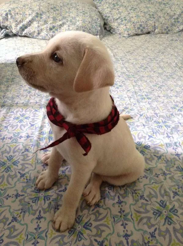Cachorro raça SRD idade Abaixo de 2 meses nome Aurora