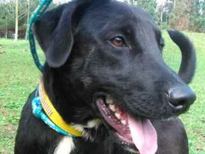 Cachorro raça SRD  idade 1 ano nome CHAVES 
