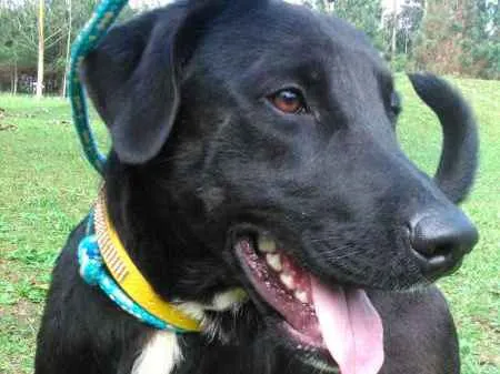 Cachorro ra a SRD  idade 1 ano nome CHAVES 