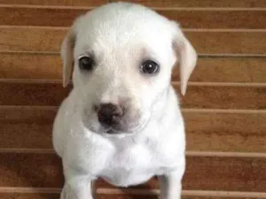 Cachorro raça SRD idade Abaixo de 2 meses nome Aurora