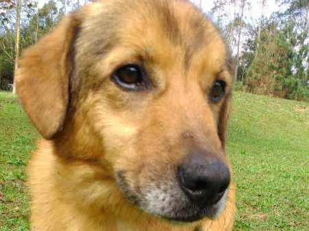 Cachorro ra a SRD idade 4 anos nome CHARLIE