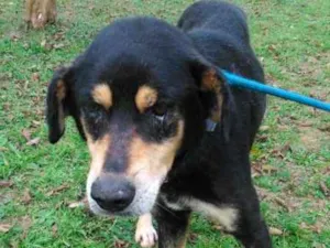 Cachorro raça SRD idade 6 ou mais anos nome PATETA