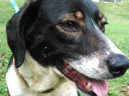 Cachorro ra a SRD idade 4 anos nome PRETA GIL
