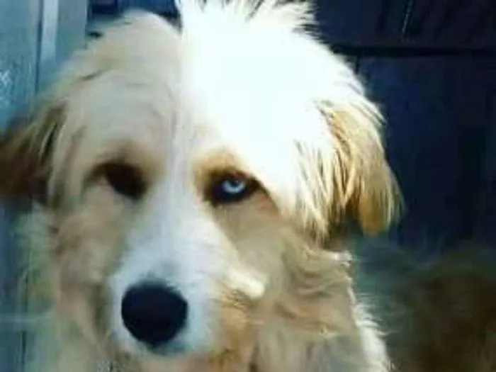 Cachorro ra a  idade 2 anos nome Loiro