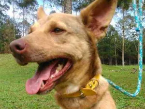 Cachorro raça SRD idade 3 anos nome ALEMÃO