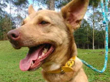Cachorro ra a SRD idade 3 anos nome ALEMÃO