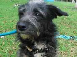 Cachorro ra a SRD idade 1 ano nome FRANK
