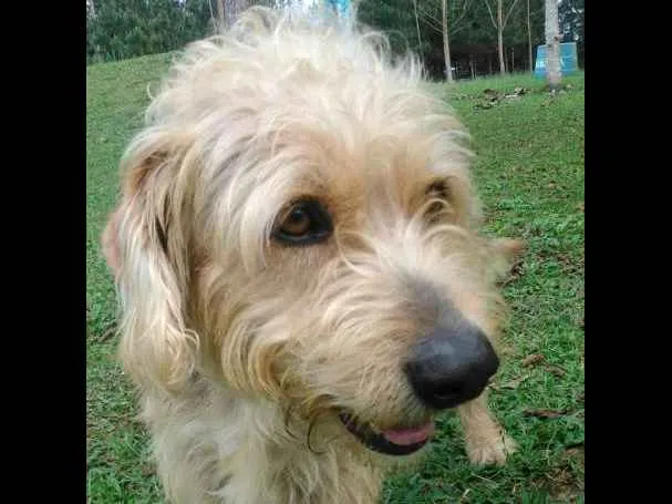 Cachorro ra a SRD idade 3 anos nome BARTHOLOMEU