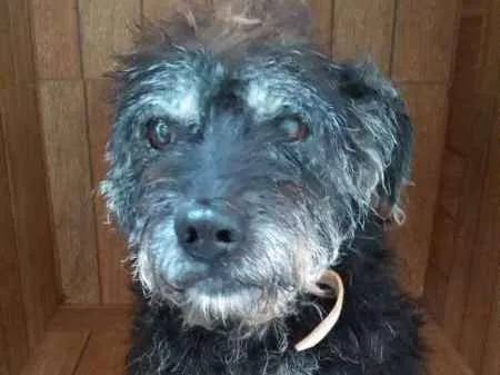 Cachorro ra a SRD idade 6 ou mais anos nome PUFFINHO