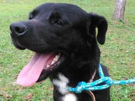 Cachorro ra a SRD idade 1 ano nome BOB