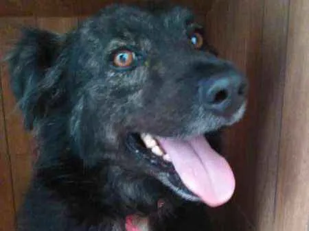 Cachorro ra a SRD idade 3 anos nome LORDE 