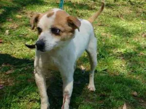 Cachorro raça SRD idade 5 anos nome BISCOITO