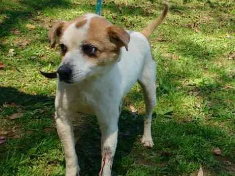 Cachorro ra a SRD idade 5 anos nome BISCOITO