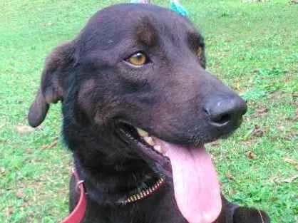 Cachorro ra a SRD idade 3 anos nome BOOMER 
