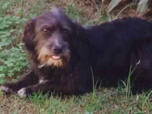 Cachorro raça Indefinida idade 4 anos nome Preta