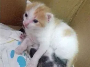 Gato raça Sem raça definida idade 2 a 6 meses nome Daniela e Camila