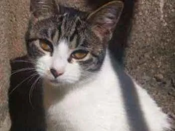 Gato ra a SRD idade 7 a 11 meses nome Sem Nome