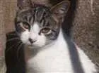 Gato raça SRD idade 7 a 11 meses nome Sem Nome