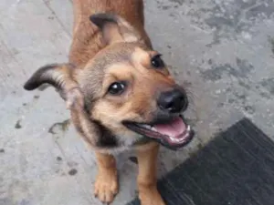 Cachorro raça Srd idade 2 a 6 meses nome May