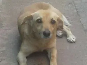 Cachorro raça vira latinha/salsichinha idade  nome lora castrada
