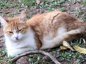 Gato raça não identificada idade 3 anos nome Sem nome 