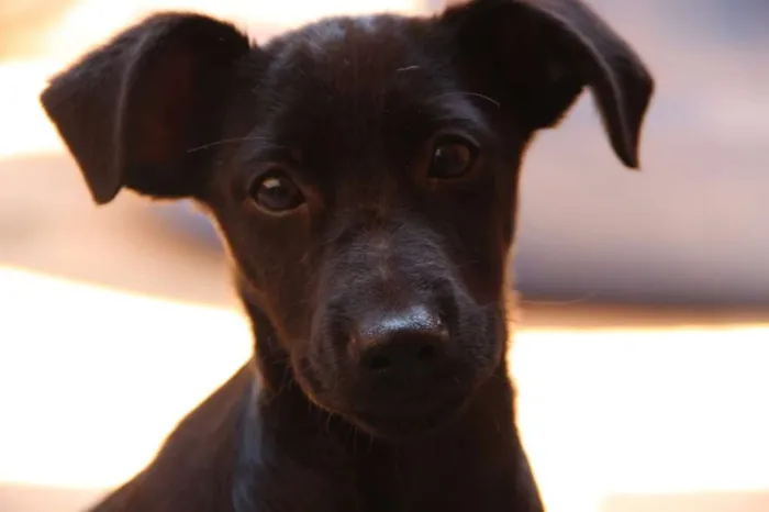 Cachorro ra a SRD idade 2 a 6 meses nome Sem nome 