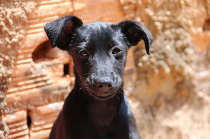 Cachorro ra a SRD idade 2 a 6 meses nome Sem nome 
