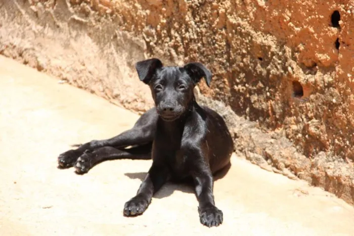 Cachorro ra a SRD idade 2 a 6 meses nome Sem nome 